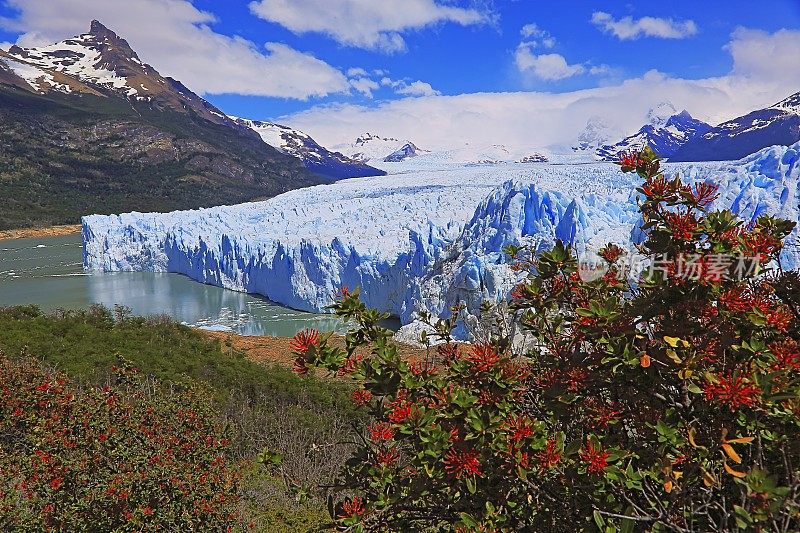 莫雷诺冰川和红色野花，阿根廷湖- El Calafate，巴塔哥尼亚